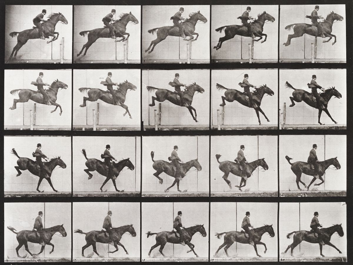 Wild Horses