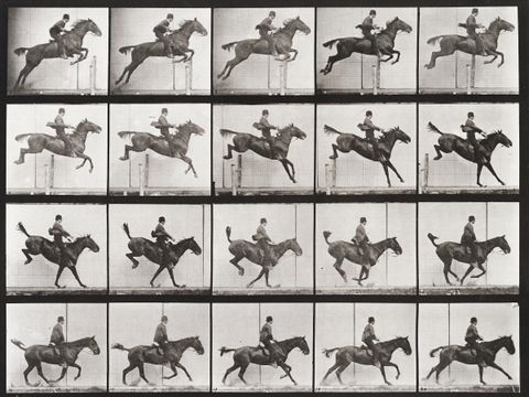 Wild Horses